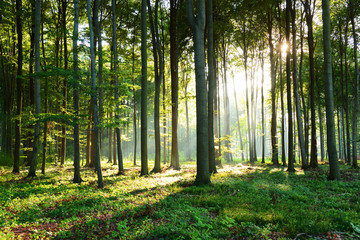 Morning in the forest