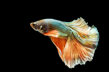 Green and orange Thai fighting fish