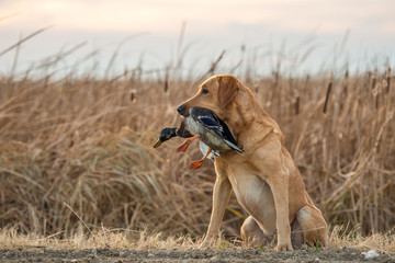 Labrador Retriever with Mallard Duck