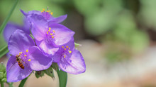 A Bee With Purple Tradescantia Virginiana Or Spiderwort Flowers In The Garden