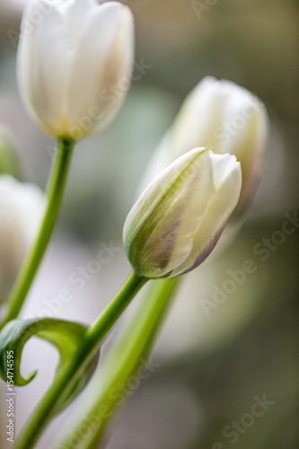 Naklejka - mata magnetyczna na lodówkę White tulips