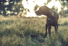 Brown Dog In The Tall Grass With Dew