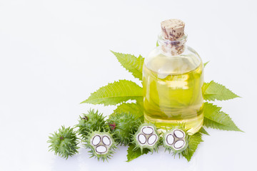 Fruits and castor oil isolated on white background - Ricinum communis