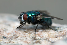 Close Up Macro Of A Green Bottle Fly Sitting On A Stone Surface