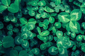 Wall Mural - Clover leaves, top view, green background