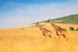 Masai giraffes walking together in Kenyan savanna