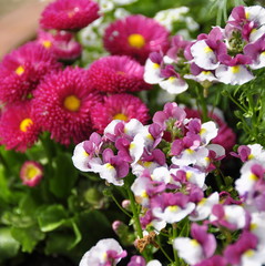 Composition floral dans un pot 