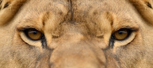 Wall Mural - close lion portrait