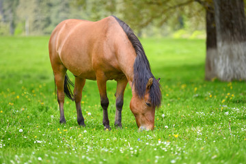 Wall Mural - Horse on the pasture