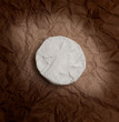 © SlayStorm - Fresh Camembert cheese is a natural, on Kraft paper