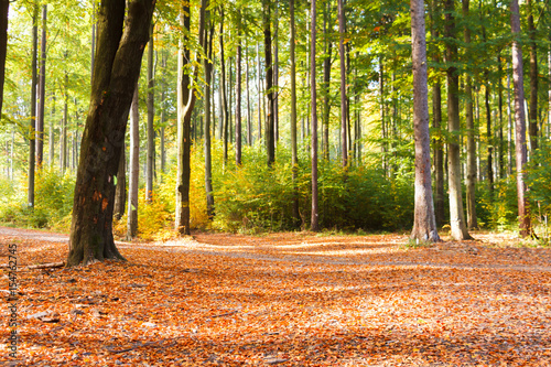  Obrazy Wałbrzych   jesienna-scena-w-lesie