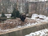 Fototapeta Do akwarium - Niedźwiedź brunatny na wybiegu