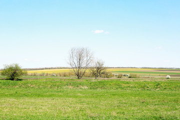 Canvas Print - Landscape of green field and blue sky with white clouds