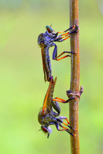 Two Robber Flies Mating, Gorontalo, Indonesia