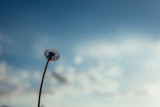 Fototapeta Dmuchawce - Closeup of a dandelion against blurred blue sky background.