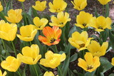 Fototapeta Tulipany - Yellow Tulip Flowers in a Park in Xining City Qinghai Province China Asia