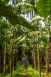 © allenkayaa - Young woman in the jungle in tropical spice plantation, Goa, India
