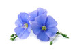 Leinwandbild Motiv Flax blue flowers .