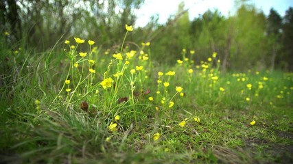 Poster - Yellow flowers in early spring, primroses. In the forest on the lawn grow, the wind blows, the sun shines. 4k video