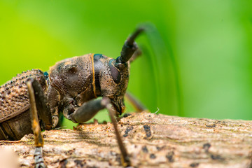 Wall Mural - Right view of brown Spined Oak Borer Longhorn Beetle (Arthropoda: Insecta: Coleoptera: Cerambycidae: Elaphidion mucronatum) crawling on a tree branch isolated with buttery, smooth, green background