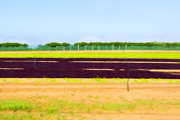 Sticker - Beetroots in Portugal