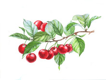 Hand Drawn Watercolor Illustration Of Cherries On Branch On The White Background