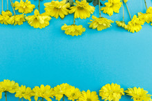 Top View Of Beautiful Yellow Blooming Chrysanthemum Flowers Isolated On Blue Background