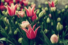 Beautiful Tulips Close Up