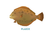 Isolated Plaice Fish.