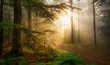 Golden rays of sunlight falling into a misty forest