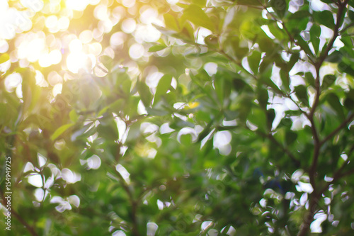 Blurred, leafy trees in nature and light
