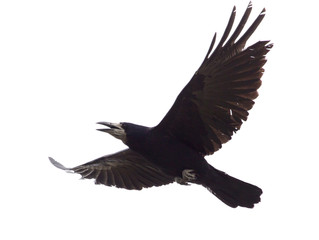 Raven in flight isolated on white background