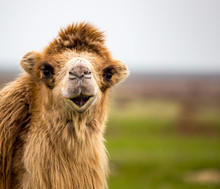 Portrait Of Camel On Nature In Spring