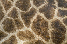 Pattern On The Skin Of Giraffes