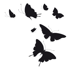 black butterfly, isolated on a white