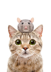 Poster - Portrait of a cat Scottish Straight with a rat on the head