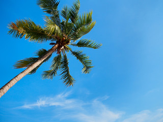 Wall Mural - Coconut tree on blue sky background.