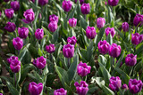 Fototapeta Tulipany - Beautiful purple tulips in nature