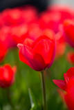 Fototapeta Tulipany - Beautiful red tulips in nature
