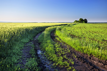 Wall Mural - country road in a field with green wheat ears