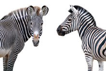 Two Zebras Portrait Isolated On White Background