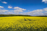 Fototapeta Kwiaty - Rapsfeld auf der Schwäbischen Alb mit blauem Himmel
