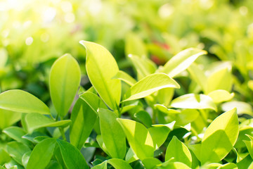 Green leaf for background.