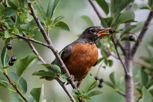 Adult Male American Robin