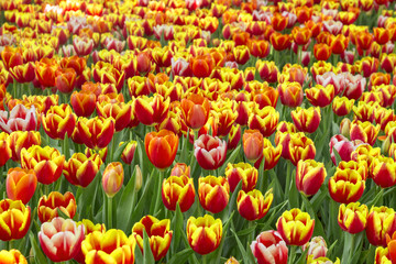 Wall Mural - Fresh colorful tulips in warm sunlight