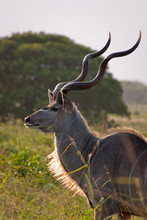 A Portrait Of A Wild Kudu Antelope In South Africa