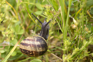 Garden Snail in grass