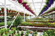 Greenhouse farming. Garden center selling plants in a greenhouse