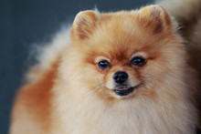 Orange Pomeranian Dog