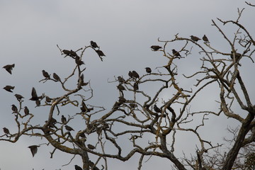 Wall Mural - Groupe d'étourneau sansonnet, Sturnus vulgaris